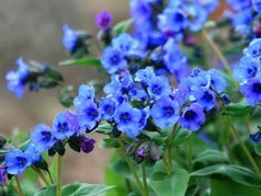 Miodunka Blue Ensign Pulmonaria hybrida P9