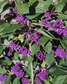 Pięknotka Bodiniera Imperial Pearl PBR Callicarpa bodinieri