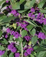 Pięknotka Bodiniera Imperial Pearl PBR Callicarpa bodinieri C3
