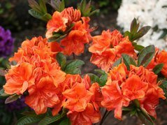 Azalia wielkokwiatowa Goldkopfchen Rhododendron (Knaphill) C4