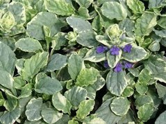 Dąbrówka rozłogowa Variegata Ajuga reptans P9