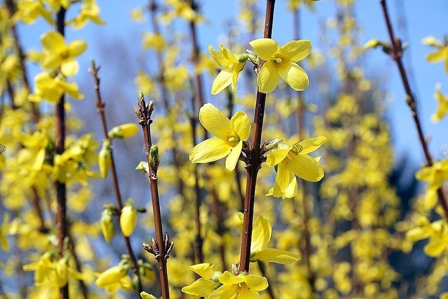 Forsycja Maluch Forsythia P9