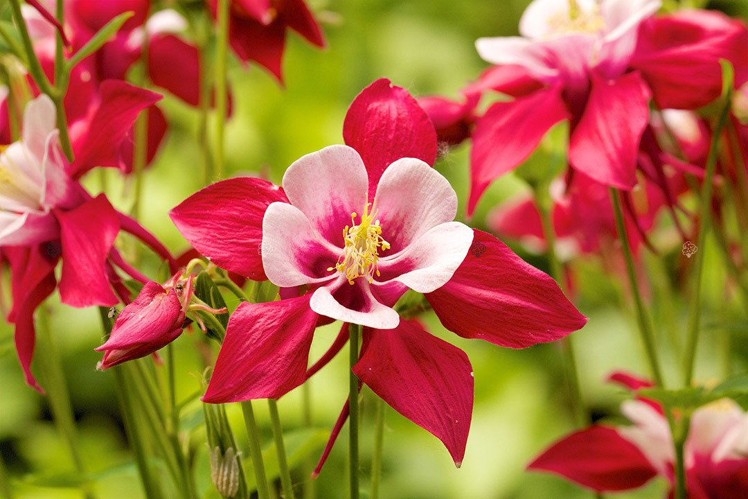 Orlik alpejski Aquilegia alpina P9