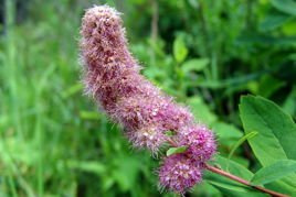 Tawuła Douglasa odm. Menziesa Spiraea douglasii var. menziesii P9