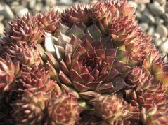 Rojnik Bronco Sempervivum P9