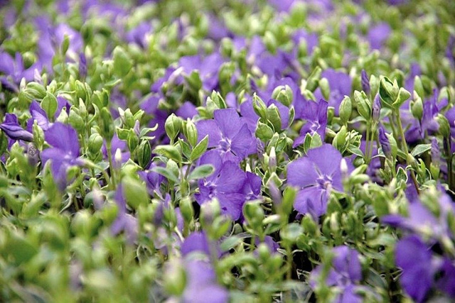 Barwinek pospolity Ralph Shugert Vinca minor P9
