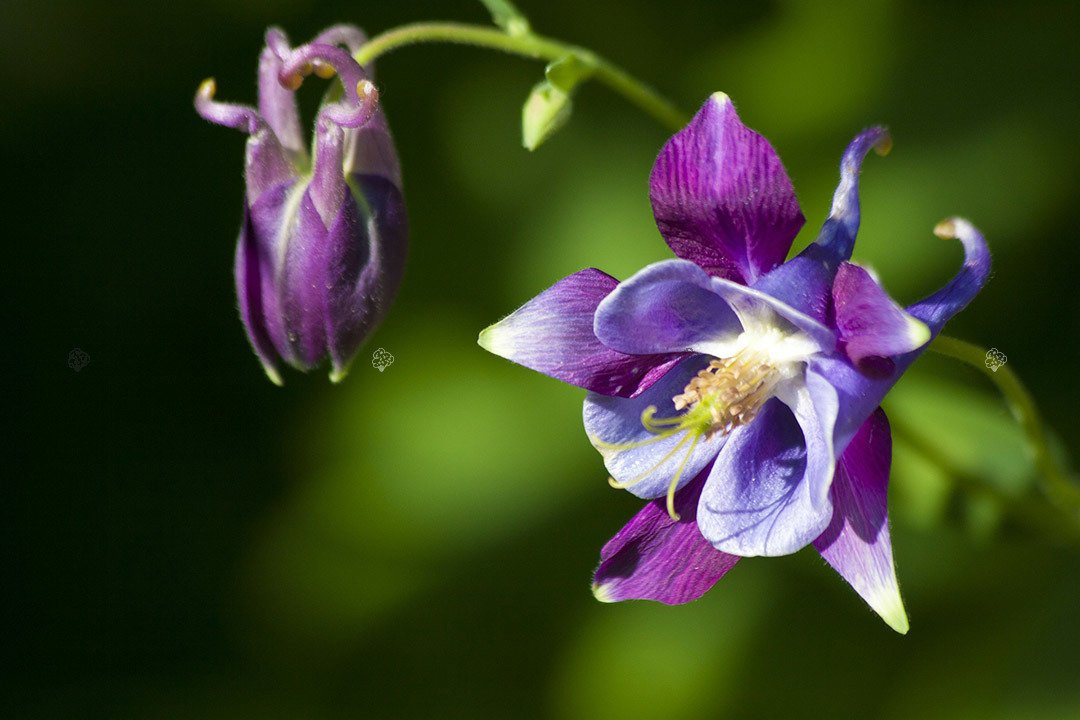 Orlik alpejski Aquilegia alpina P9
