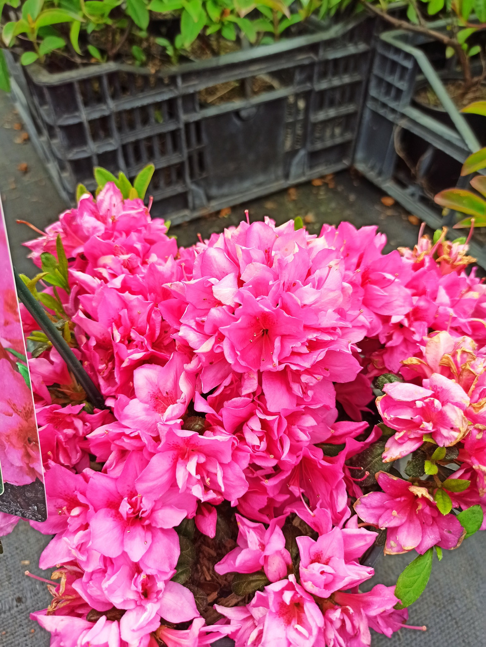 Azalia japońska Melina Rhododendron obtusum C2