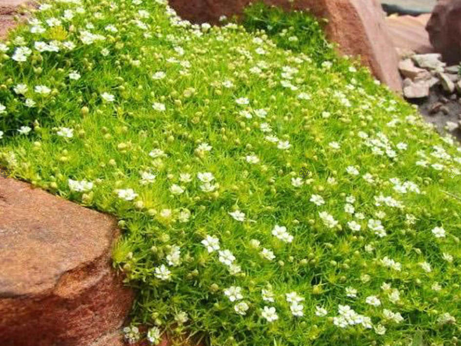Karmnik ościsty Lime Moss Sagina subulata P9
