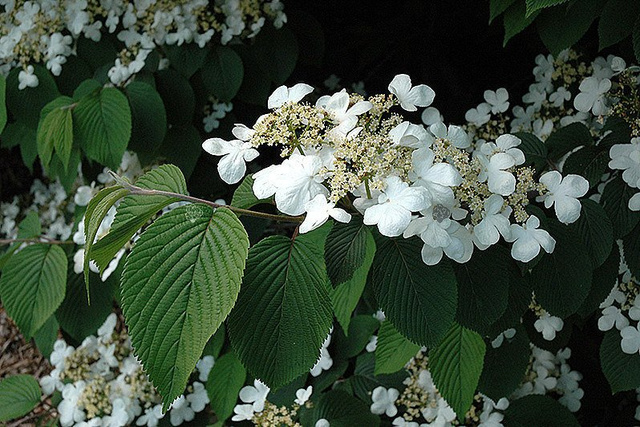 Kalina japońska Mariesii Viburnum plicatum P9