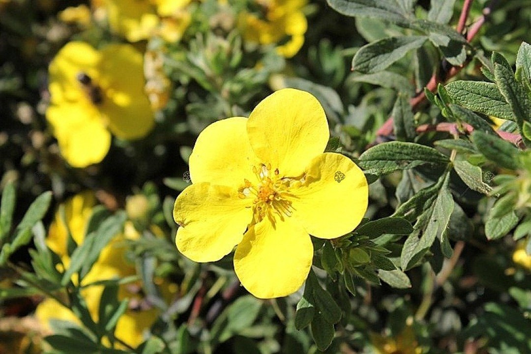 Pięciornik krzewiasty Goldstar Potentilla fruticosa C2
