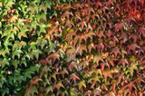 Winobluszcz trójklapowy Parthenocissus tricuspidata C2