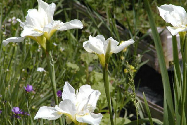 Kosaciec syberyjski Weiss Iris sibirica P9