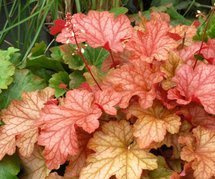 Żurawka Paprika PBR Heuchera C2