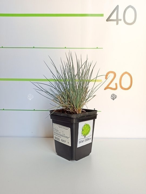 Kostrzewa sina Elijah Blue Festuca glauca P9