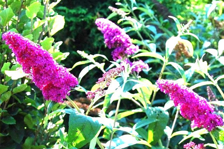 Budleja Davida Royal Red Buddleja davidii C2
