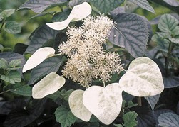 Przywarka japońska Schizophragma hydrangeoides C2