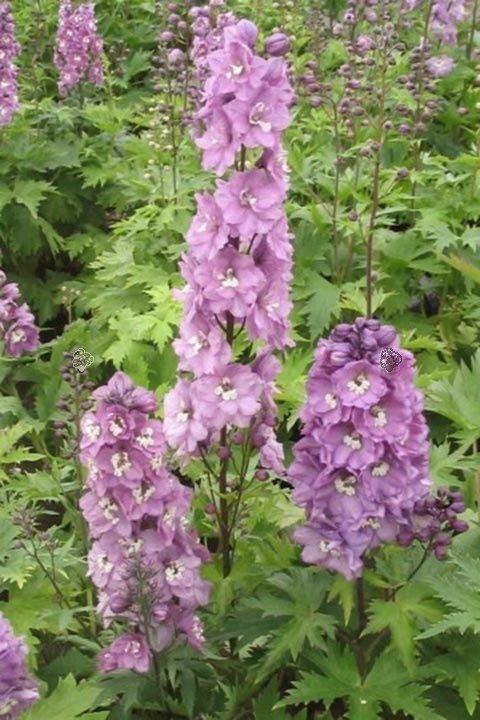 Ostróżka ogrodowa Magic Fountains Pink Delphinium C2