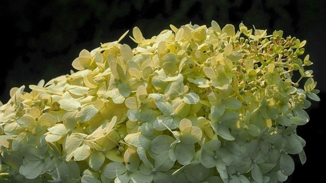 Hortensja bukietowa Candlelight PBR Hydrangea paniculata C2