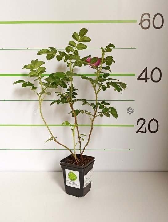 Róża pomarszczona Rosa rugosa C2