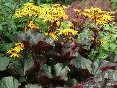 Języczka pomarańczowa Britt-Marie Crawford Ligularia dentata C2