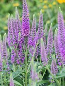 Przetacznik kłosowy First Match Veronica spicata C2