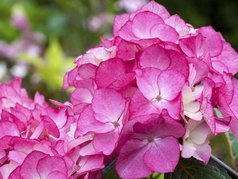 Hortensja ogrodowa Saxon PBR Schloss Zuschendorf Hydrangea macrophylla C1