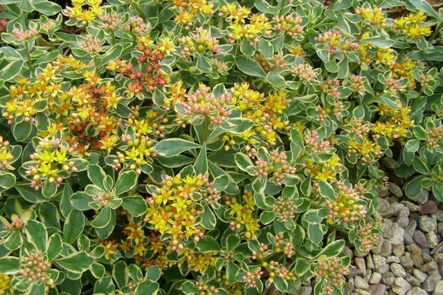 Rozchodnik kamczacki Variegatum Sedum kamtschaticum P9