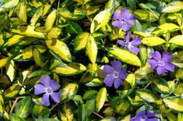 Barwinek pospolity Illumination Cahill Vinca minor P9