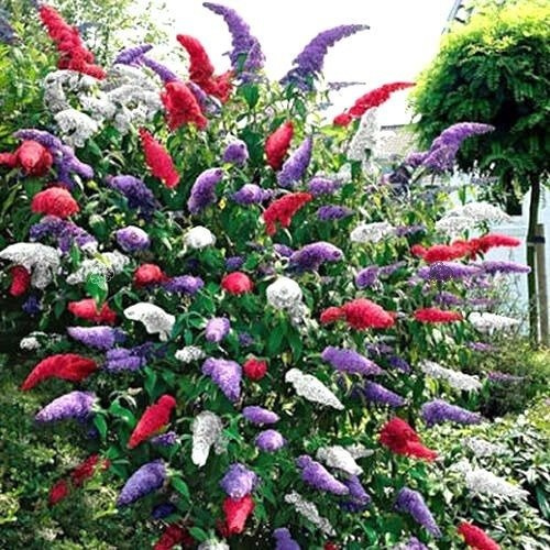 Budleja Davida Tricolor Buddleja davidii 3xP9