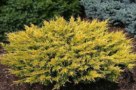 Jałowiec Pfitzera Old Gold Juniperus pfitzeriana C5