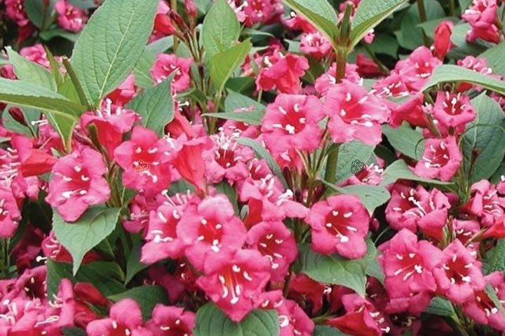 Krzewuszka Bristol Ruby Weigela C2