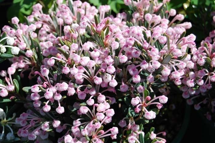 Modrzewnica pospolita Compacta Andromeda polifolia P11