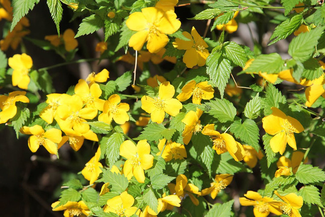 Złotlin japoński Golden Guinea Kerria japonica C3