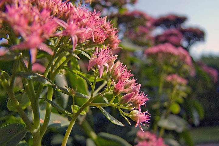 Rozchodnik kaukaski Variegatum Sedum spurium P9