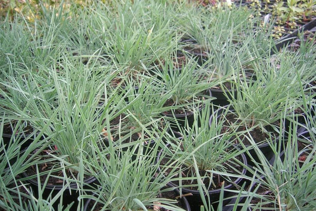 Strzęplica sina Koeleria glauca P9
