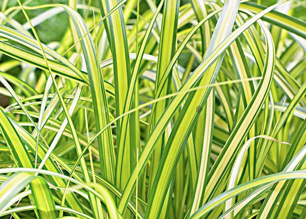Turzyca oszimska Eversheen Carex oshimensis C3