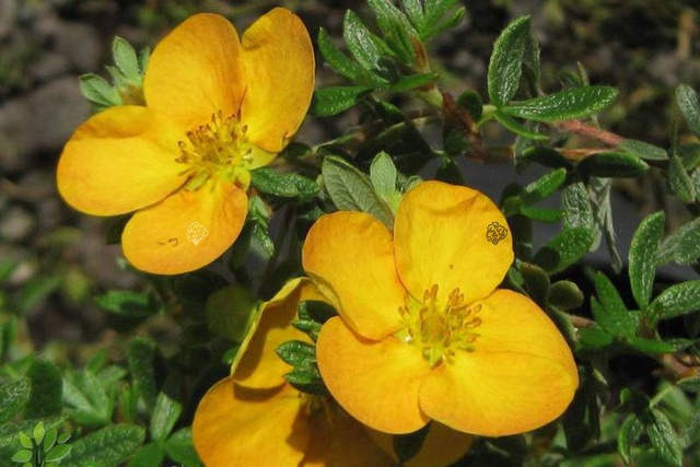 Pięciornik krzewiasty Tangerine Potentilla fruticosa P9