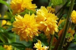 Złotlin japoński Pleniflora Kerria japonica C2