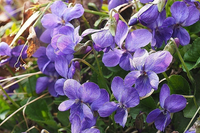 Fiołek wonny Viola odorata P9