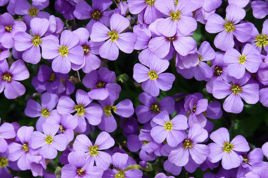Żagwin ogrodowy Aubrieta cultorum P9