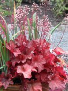 Żurawka Rio Heuchera C2
