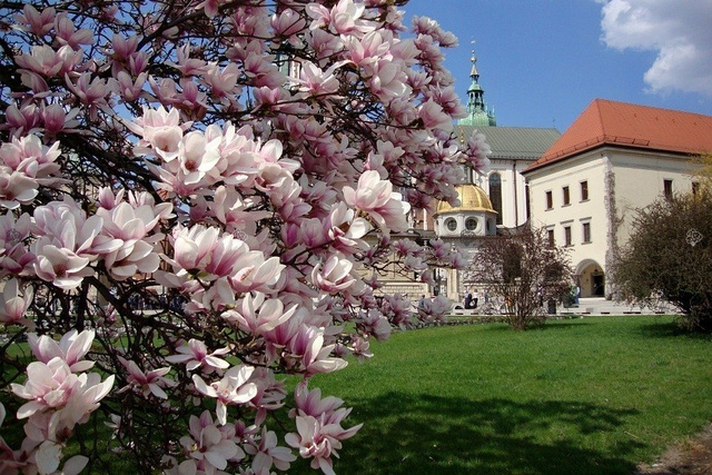 Magnolia Soulange'a Alexandrina Magnolia soulangeana C7,5