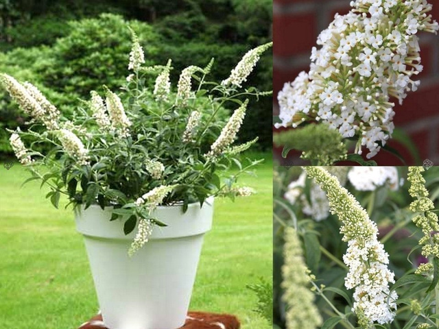 Budleja White Chip PBR Buddleja C3
