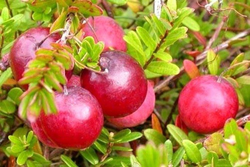 Żurawina wielkoowocowa Early Black Vaccinium macrocarpon C1,5