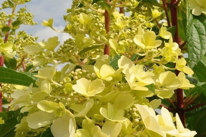 Hortensja bukietowa Candlelight PBR Hydrangea paniculata P9