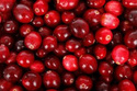 Żurawina wielkoowocowa Pilgrim Vaccinium macrocarpon C1,5
