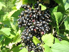 Porzeczka czarna Triton Ribes nigrum C2