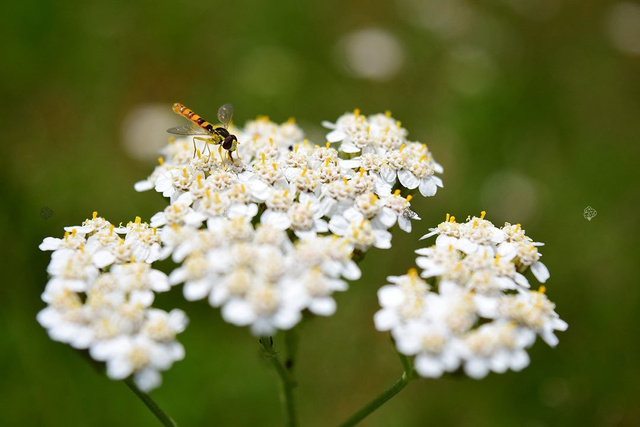 Krwawnik kichawiec Perry's White Achillea ptarmica P9