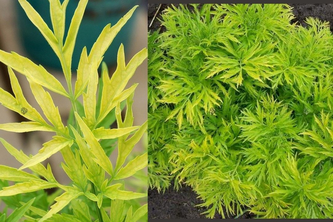 Bez kolumnowy Golden Tower PBR Sambucus nigra C3